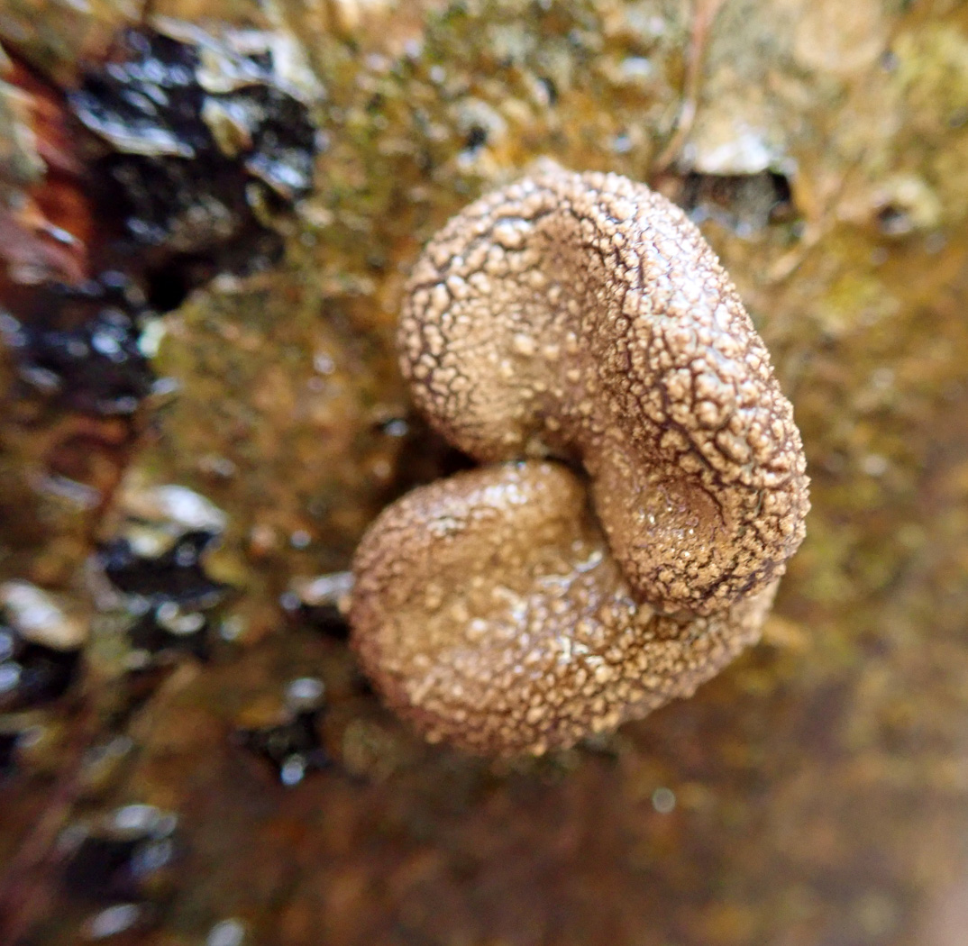 Photo © Mick Jones Encoelia furfuracea by Mick Jones